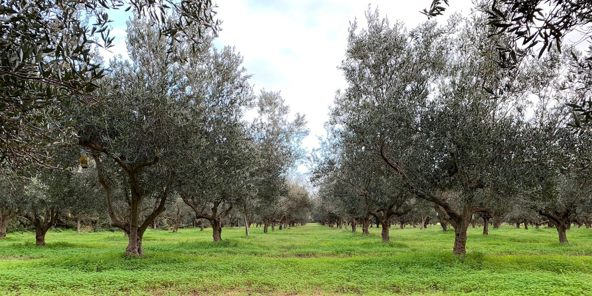 In the Olive Grove